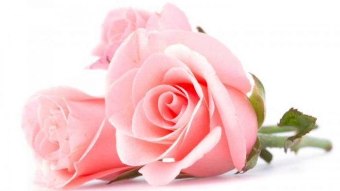 Nominal acerca de ozono Ritual para el amor con aroma a rosa - Revista Ronda