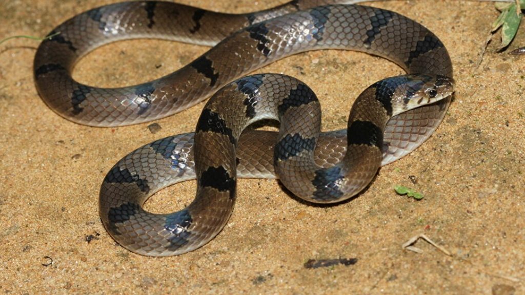Serpiente Kukri- Foto Cortesía