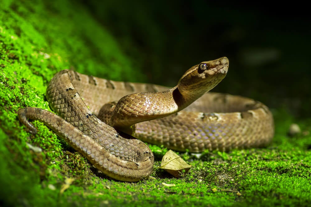 Serpientes- Foto Cortesía
