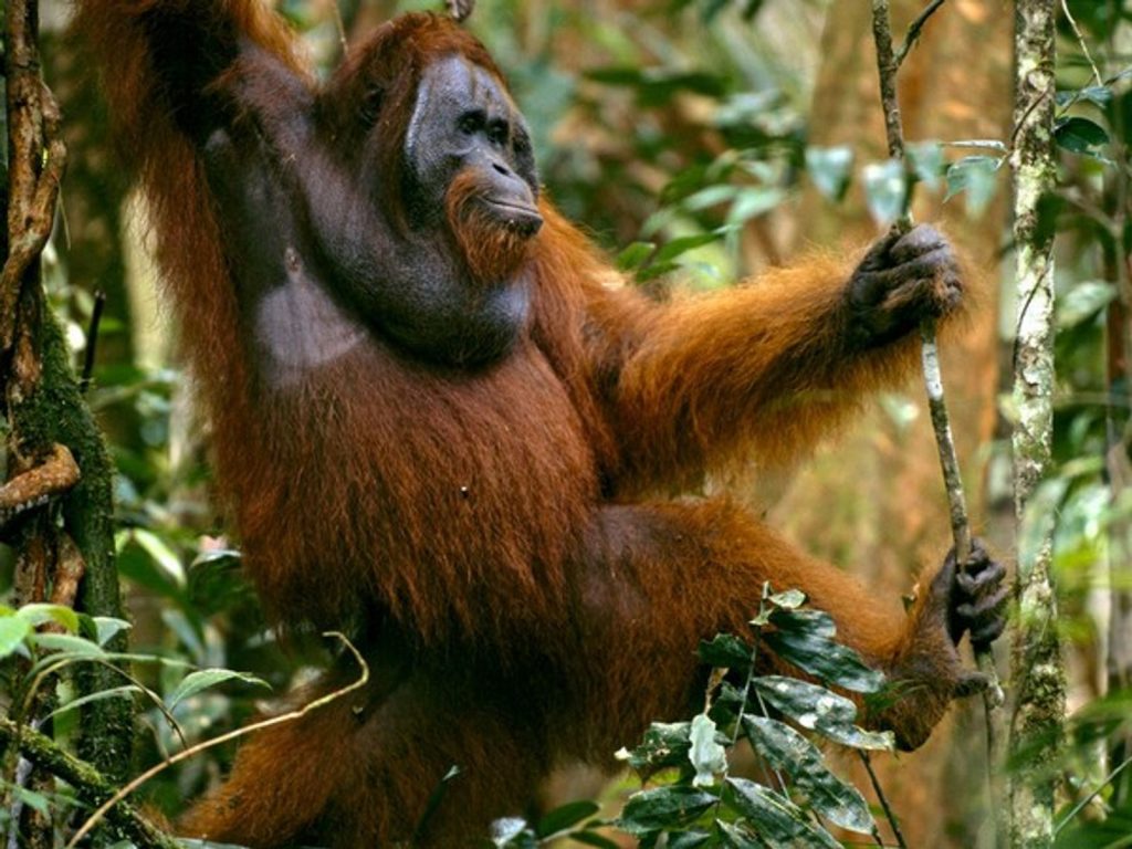 Orangután Foto Cortesía