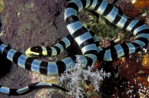 Serpiente marina- Cortesía