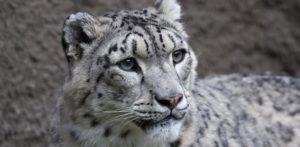 Un leopardo pierde la vida a causa de COVID-19