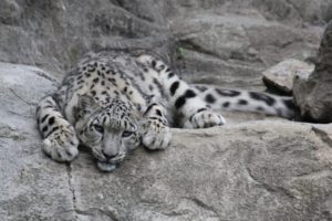 Un leopardo pierde la vida a causa de COVID-19