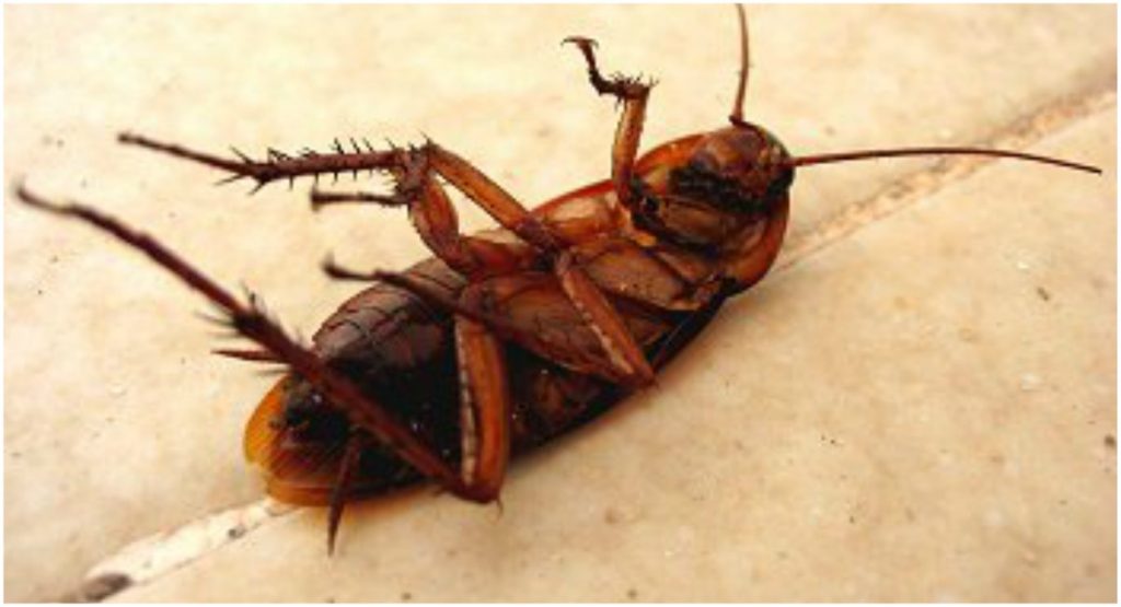 Cucaracha - cortesía