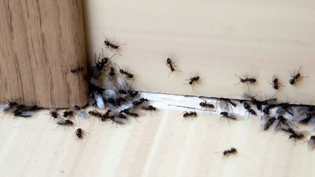 Hormigas - cortesía