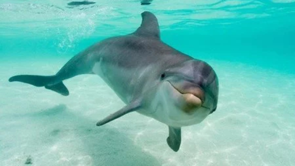 Delfín - cortesía